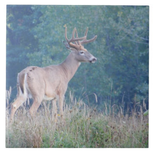 Carreau Tuile décorative de cerf de Virginie (profil)