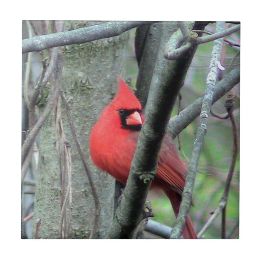 Carreau Tuile décorative (masculine) cardinale rouge de (Devant)