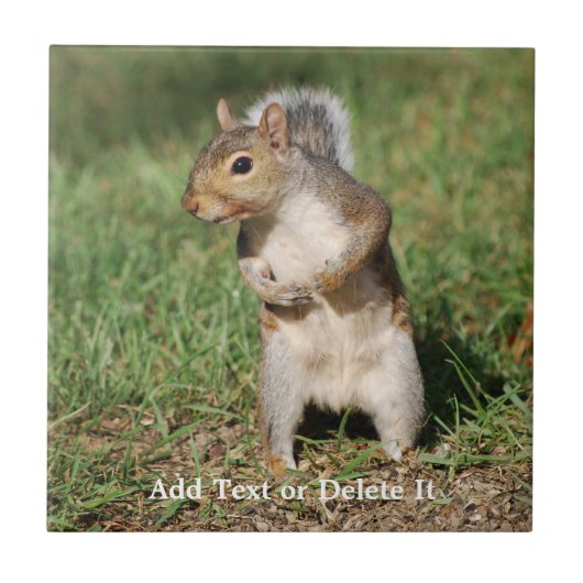 Carreau Tuile d'écureuil de gris oriental (Devant)