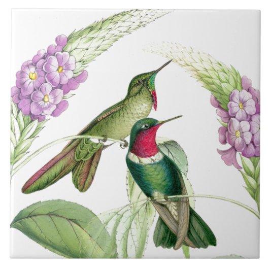 Carreau Tuile des colibris de Goulds (Devant)