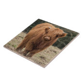 Carreau Tuile des montagnes écossaise de vache (Côté)