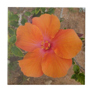Carreau Tuile d'Hibiscus orange