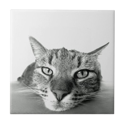 Carreau Tuile d'observation de chats (Devant)