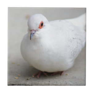 Carreau Tuile d'oiseau de colombe de diamant