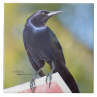 Tuile d'oiseau de merle de corneille de Raven