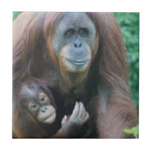 Carreau Tuile d'orangs-outans