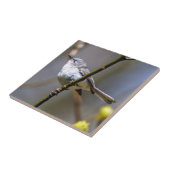 Carreau Tuile en céramique de photo de Gnatcatcher (Côté)