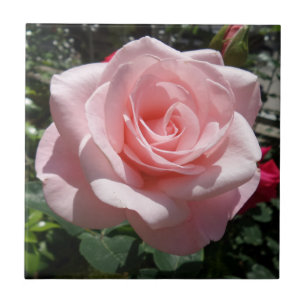 Carreau Tuile en céramique de photo de rose de rose petit