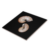 Carreau Tuile en céramique Nautilus (Côté)