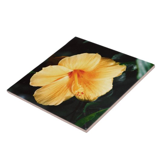 Carreau Tuile jaune de fleur de ketmie (Côté)