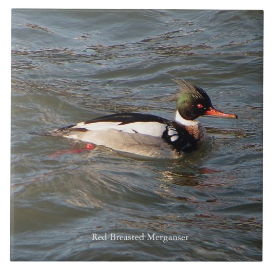 Carreau Tuile Merganser à poitrine rouge (Devant)