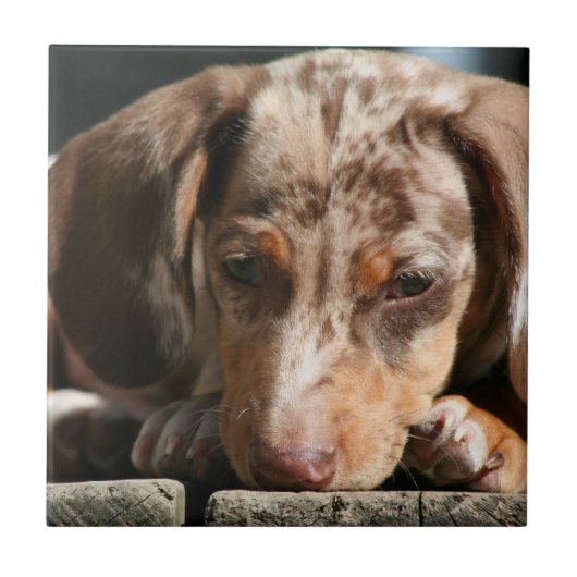Carreau Tuile mignonne de chiot de Daschund (Devant)