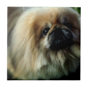 Carreau Tuile mignonne de Pekingese