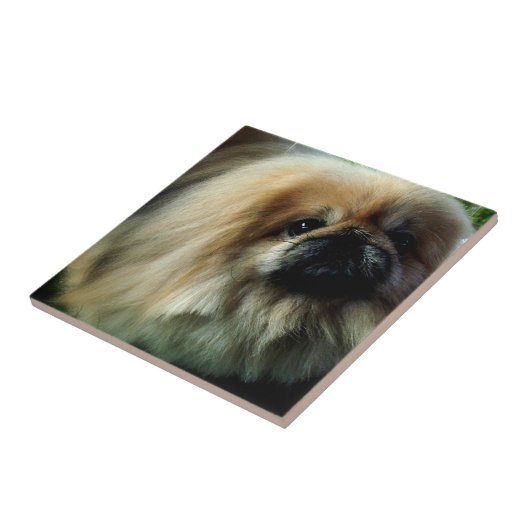 Carreau Tuile mignonne de Pekingese (Côté)