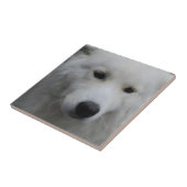 Carreau Tuile mignonne de Samoyed (Côté)