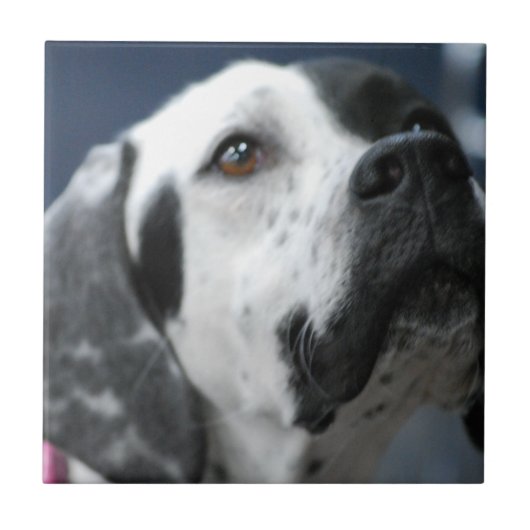 Carreau Tuile noire et blanche de chien d'indicateur (Devant)