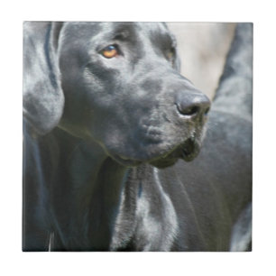 Carreau Tuile noire vigilante de chien de labrador