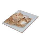 Carreau Tuile orange de chats tigrés (Côté)