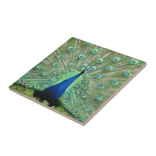 Carreau Tuile - Pacock Fier (Côté)