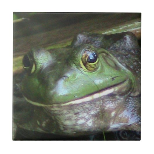 Carreau Tuile photo Bullfrog (Devant)