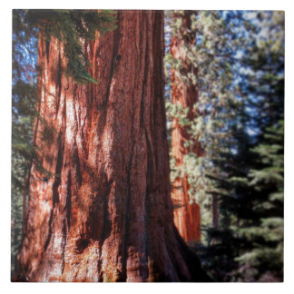 Carreau Tuile photo géante Sequoia