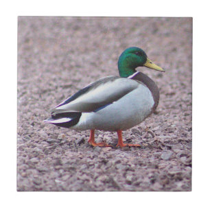 Carreau Tuile photo Mallard Duck