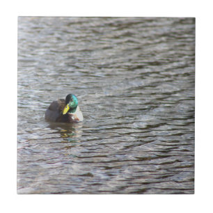 Carreau Tuile photo Mallard Duck