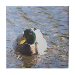Carreau Tuile photo Mallard Duck