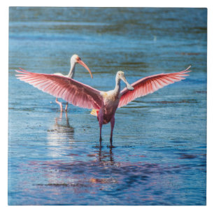 Carreau Tuile photo Roseig Spoonbill Large 6" X 6"