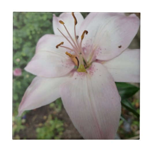 Carreau Tuile rose de lis (Devant)