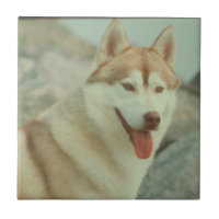 Tuile rouge de chien de traîneau sibérien