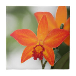 Carreau Tuile tropicale d'orchidée