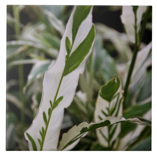 Carreau Tuile variée de gingembre (Devant)