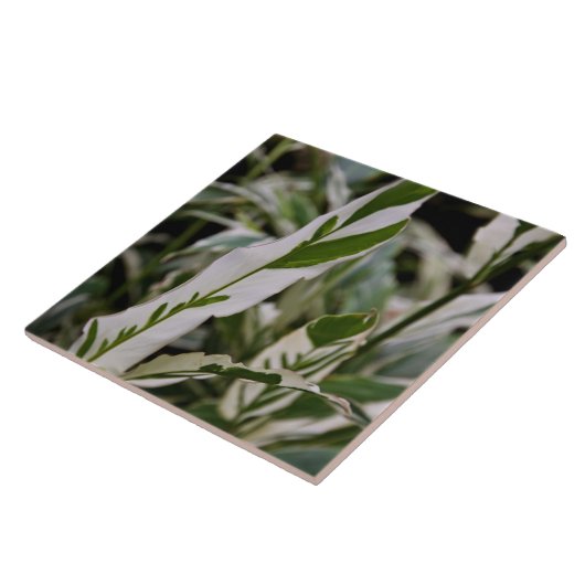 Carreau Tuile variée de gingembre (Côté)