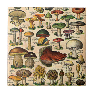 Carreau Tuile vintage de guide de champignon