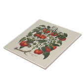 Carreau Tuile vintage d'impression de tomate (Côté)