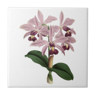 Carreau Tuile vintage d'orchidées