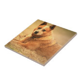 Carreau Tuiles rouges australiennes de chien de bétail (Côté)