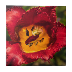 Carreau Tuliforme rouge