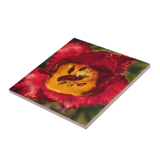 Carreau Tuliforme rouge (Côté)