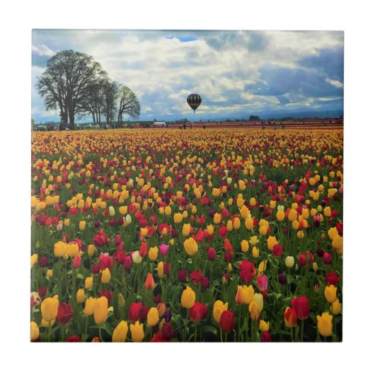 Carreau Tulip Farm (Devant)