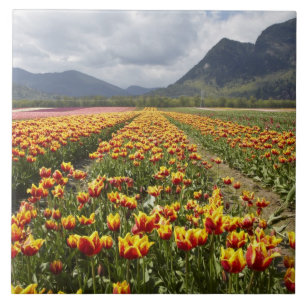 Carreau Tulip Farm près d'Agassiz, Colombie-Britannique,