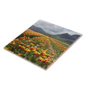 Carreau Tulip Farm près d'Agassiz, Colombie-Britannique, (Côté)