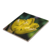 Carreau Tulipe jaune (Côté)