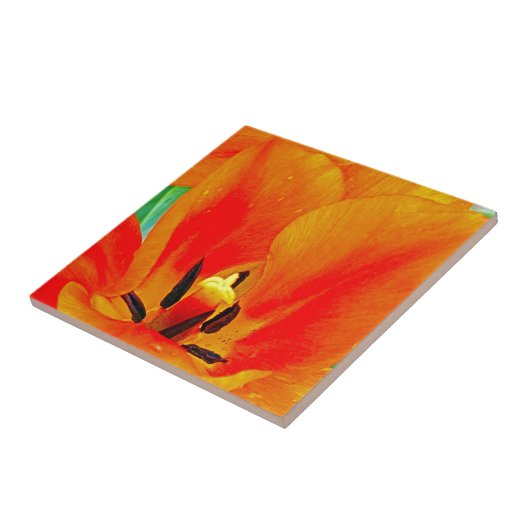 Carreau Tulipe orange (Côté)