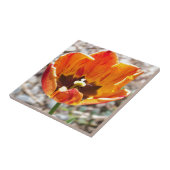 Carreau Tulipe orange (Côté)