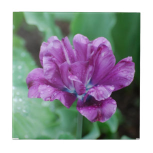 Carreau Tulipe pourpre de floraison de perroquet