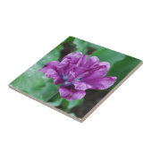 Carreau Tulipe pourpre de floraison de perroquet (Côté)