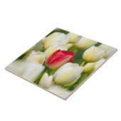 Carreau Tulipe rouge dans un domaine des tulipes blanches (Côté)