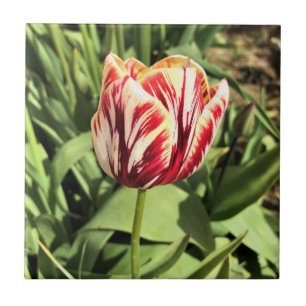 Carreau Tulipe rouge et blanche